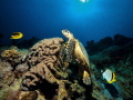   Hawksbill sea turtle Eretmochelys imbricata frequently encountered years El Quadim bay  